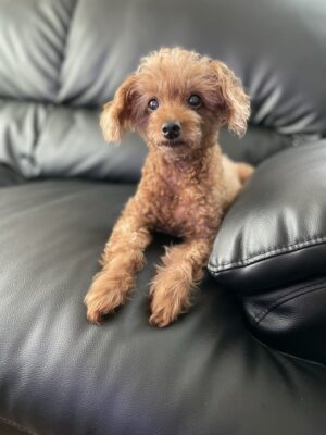 【非公開物件】高層階×南向きの開放感。ペットと暮らせる大規模マンション🐾in 【非公開物件】高層階×南向きの開放感。ペットと暮らせる大規模マンション🐾in