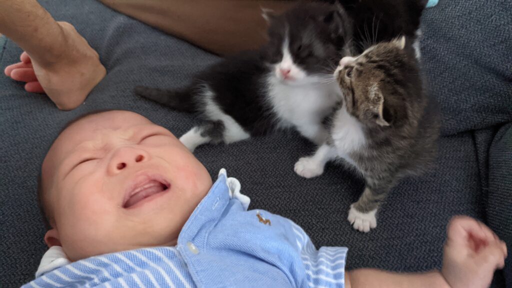 赤ちゃんと猫　犬猫不動産